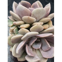 Ggraptoveria "debbie" ( special edition ) 10