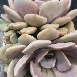Ggraptoveria "debbie" ( special edition ) 10