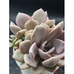 Ggraptoveria "debbie" ( special edition ) 10