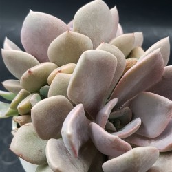 Ggraptoveria "debbie" ( special edition ) 10