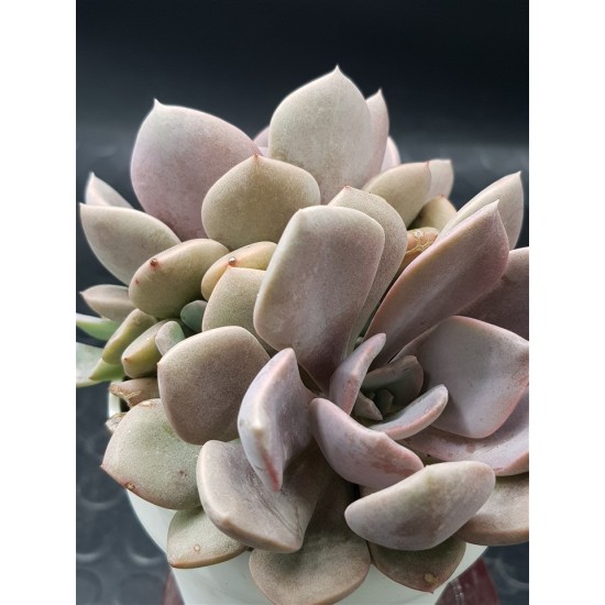 Ggraptoveria "debbie" ( special edition ) 10