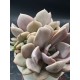 Ggraptoveria "debbie" ( special edition ) 10