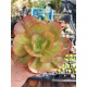 Echeveria  "Gigantea rose & purpus " ( special edition )10