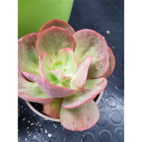 Echeveria  "Gigantea rose & purpus " ( special edition )10