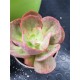 Echeveria  "Gigantea rose & purpus " ( special edition )10