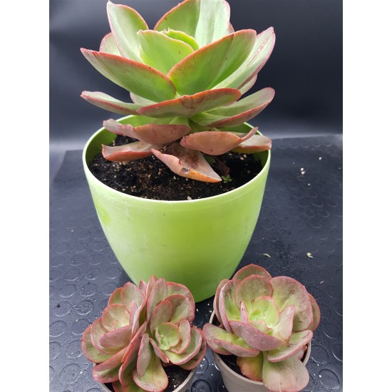 Echeveria  "Gigantea rose & purpus " ( special edition )10