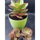 Echeveria  "Gigantea rose & purpus " ( special edition )10