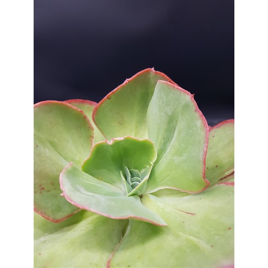 Echeveria  "Gigantea rose & purpus " ( special edition )10