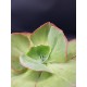 Echeveria  "Gigantea rose & purpus " ( special edition )10