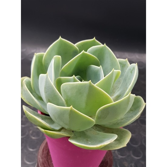 Echeveria "imbricata" (special edition )  10