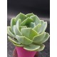 Echeveria "imbricata" (special edition )  10