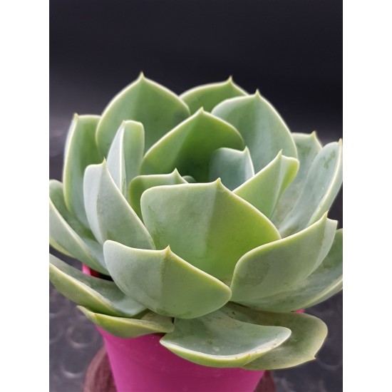 Echeveria "imbricata" (special edition )  10