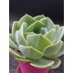 Echeveria "imbricata" (special edition )  10