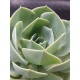 Echeveria "imbricata" (special edition )  10