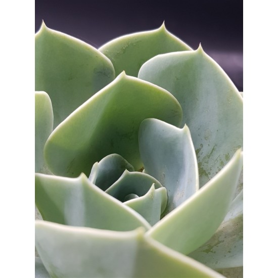 Echeveria "imbricata" (special edition )  10