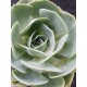 Echeveria "imbricata" (special edition )  10