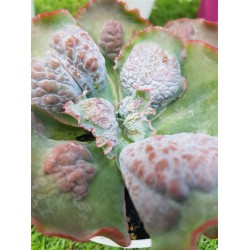 Echeveria " Linguas " special edition) 10