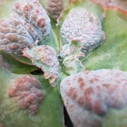 Echeveria " Linguas " special edition) 10