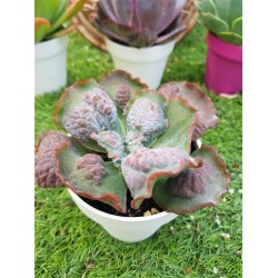 Echeveria " Linguas " special edition) 10