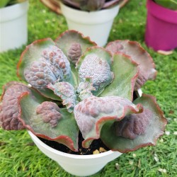 Echeveria " Linguas " special edition) 10