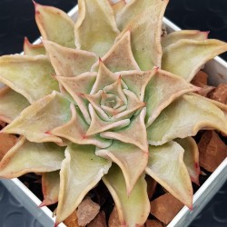 Echeveria " madiba "  ( μοναδικό φυτό -unique )