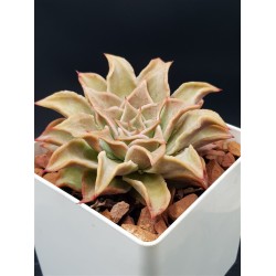 Echeveria " madiba "  ( μοναδικό φυτό -unique )