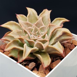 Echeveria " madiba "  ( μοναδικό φυτό -unique )