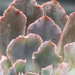 Echeveria " neon braker " ( secial edition ) 10