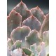 Echeveria " neon braker " ( secial edition ) 10