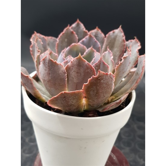 Echeveria " neon braker " ( secial edition ) 10