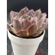 Echeveria " neon braker " ( secial edition ) 10