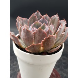 Echeveria " neon braker " ( secial edition ) 10