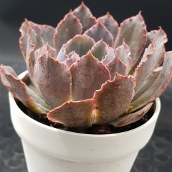 Echeveria " neon braker " ( secial edition ) 10