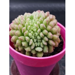 Echeveria "Carol cristata N1 " (special edition )  10