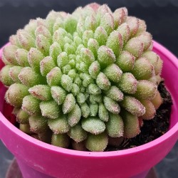 Echeveria "Carol cristata N1 " (special edition )  10