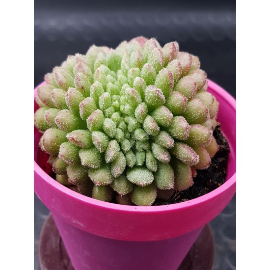 Echeveria "Carol cristata N1 " (special edition )  10