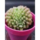 Echeveria "Carol cristata N1 " (special edition )  10