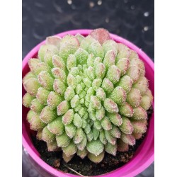 Echeveria "Carol cristata N1 " (special edition )  10