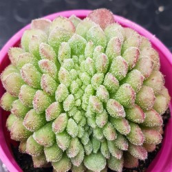 Echeveria "Carol cristata N1 " (special edition )  10