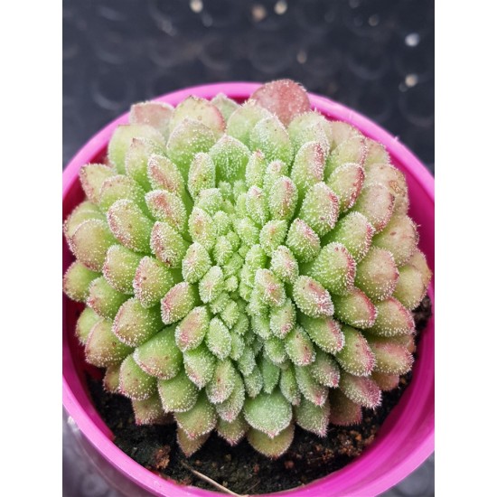Echeveria "Carol cristata N1 " (special edition )  10