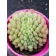 Echeveria "Carol cristata N1 " (special edition )  10