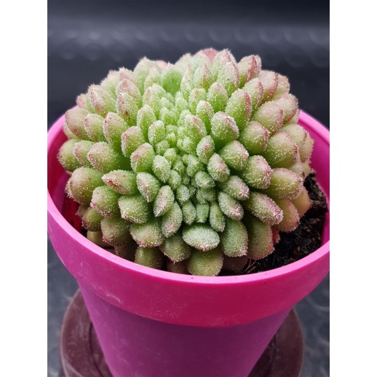 Echeveria "Carol cristata N1 " (special edition )  10