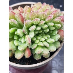 Echeveria "Carol cristata" N 2 (special edition )  10