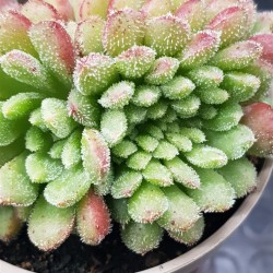 Echeveria "Carol cristata" N 2 (special edition )  10