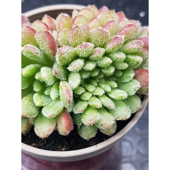 Echeveria "Carol cristata" N 2 (special edition )  10