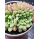 Echeveria "Carol cristata" N 2 (special edition )  10