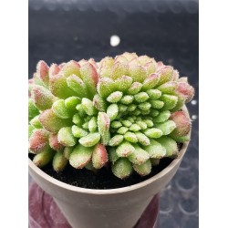 Echeveria "Carol cristata" N 2 (special edition )  10