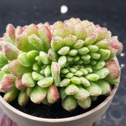 Echeveria "Carol cristata" N 2 (special edition )  10