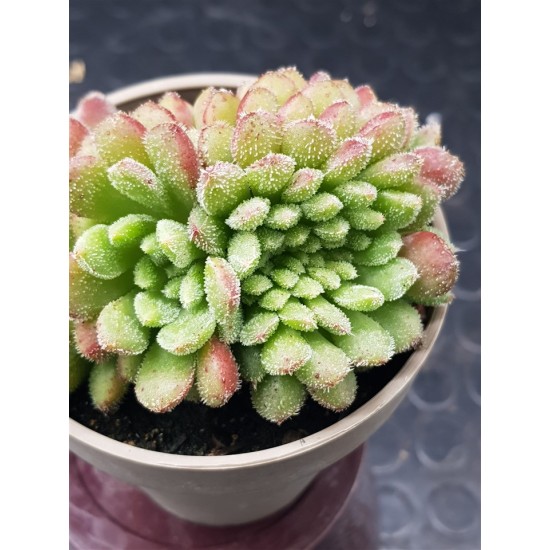 Echeveria "Carol cristata" N 2 (special edition )  10
