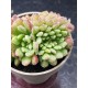 Echeveria "Carol cristata" N 2 (special edition )  10